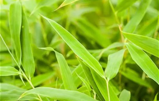 Fargesia murieliae 'Sonnenschein'