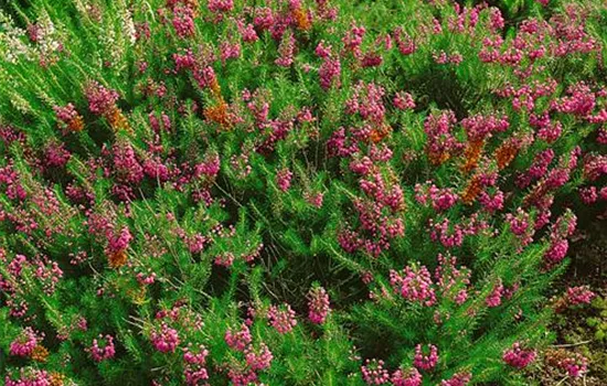 Erica vagans 'Mrs. D. F. Maxwell'