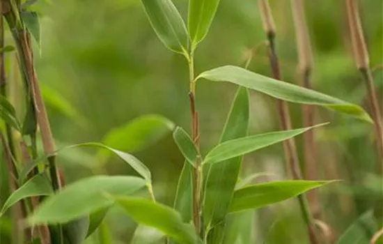 Fargesia murieliae 'Super Jumbo'