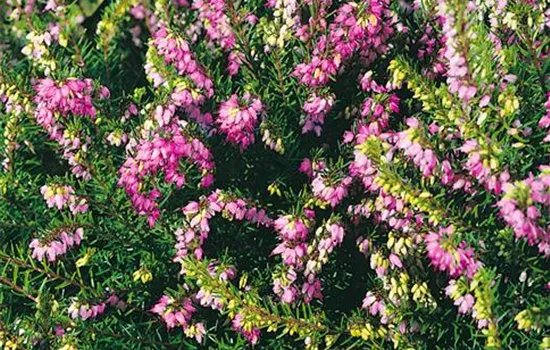 Erica x darleyensis 'Furzey'