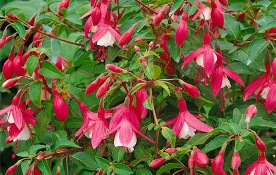 Fuchsia 'Lady Thumb'