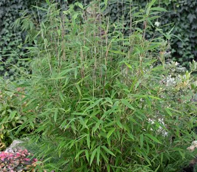 Fargesia nitida 'Great Wall'