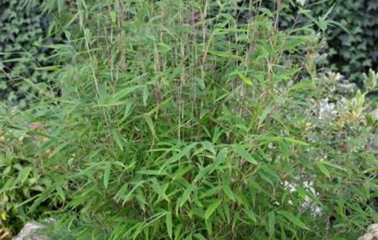 Fargesia nitida 'Great Wall'