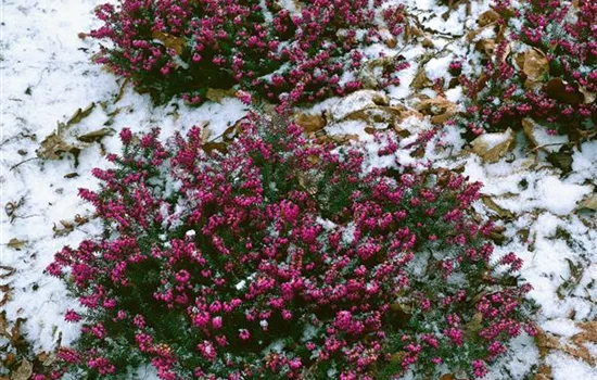 Erica x darleyensis 'Kramers Rote'