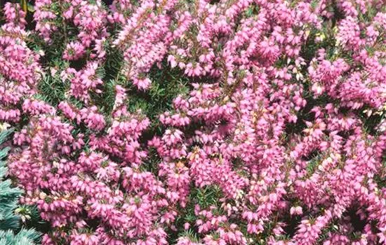 Erica x darleyensis 'Mediterranean Pink'