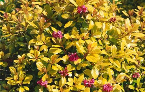 Escallonia laevis Lades