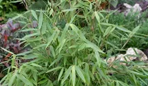 Hoher Heckenbambus 'Pingwu'