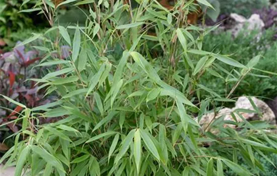 Fargesia robusta 'Pingwu'