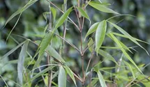 Hoher Heckenbambus 'Pingwu'