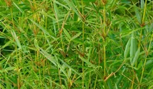 Hoher Heckenbambus 'Pingwu'