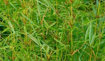 Hoher Heckenbambus 'Pingwu'