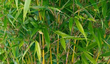 Hoher Heckenbambus 'Pingwu'