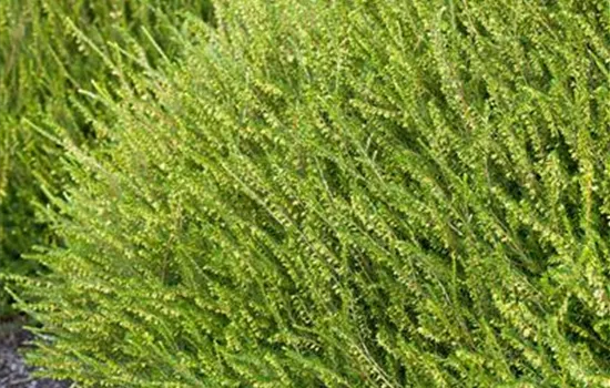Erica x darleyensis 'Mediterranean White'