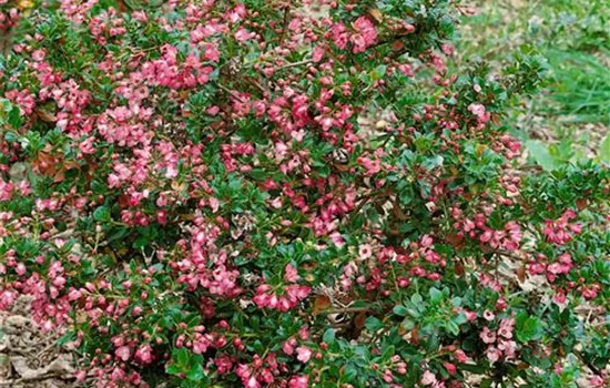 Escallonia x exoniensis Fradesii