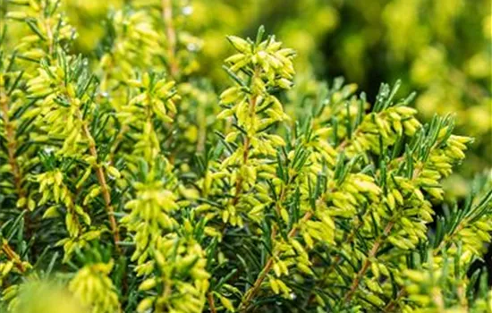 Erica x darleyensis 'White Perfection'