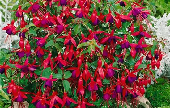 Fuchsia Mrs. Popple