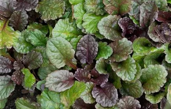 Ajuga reptans 'Arboretum Giant'
