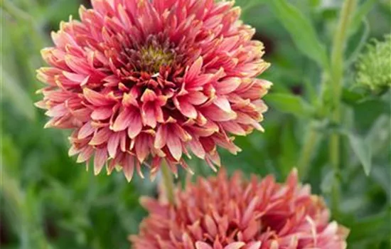 Gaillardia Galya (double Flower) 'Coral Spark'
