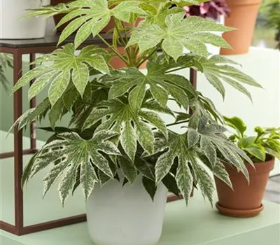 Fatsia japonica