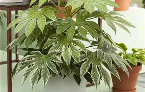 Fatsia japonica