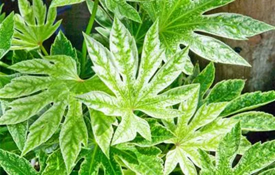 Fatsia japonica 'Spiders Web'