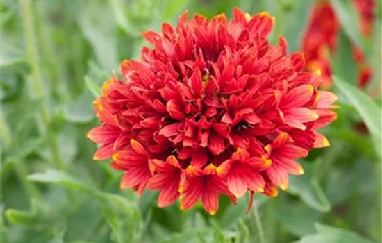 Gaillardia Galya (double Flower) 'Red Spark'