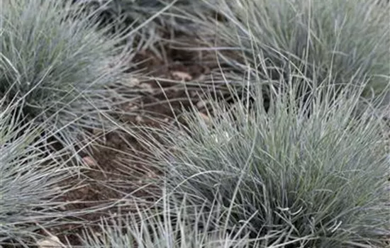Festuca cinerea 'Blue Sky'