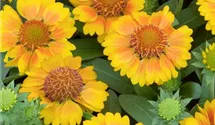 Garten-Kokardenblume