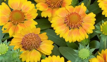 Garten-Kokardenblume