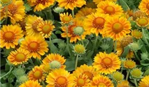 Garten-Kokardenblume