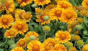 Garten-Kokardenblume