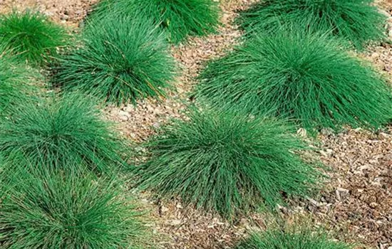 Festuca ovina
