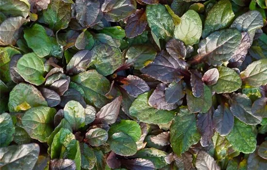 Ajuga reptans 'Bronze Beauty'