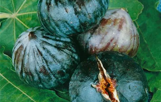 Ficus carica 'blaufrüchtig', blau