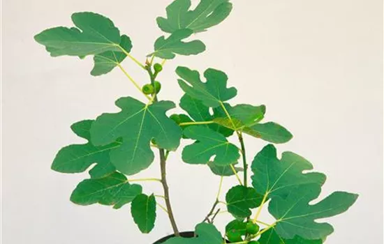 Ficus carica 'Brown Turkey'