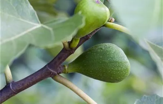 Ficus carica 'Helvetica'