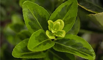 Spindelstrauch 'Aureomarginatus'