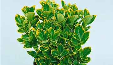 Spindelstrauch 'Aureomarginatus'