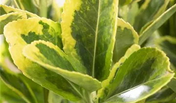 Spindelstrauch 'Aureomarginatus'