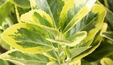 Spindelstrauch 'Aureomarginatus'