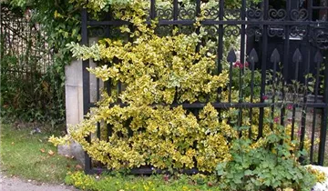 Spindelstrauch 'Aureomarginatus'