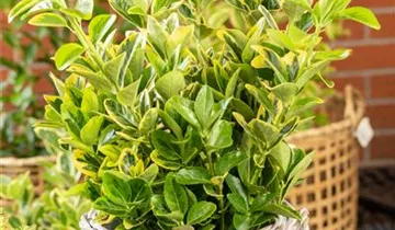 Spindelstrauch 'Aureomarginatus'