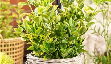 Spindelstrauch 'Aureomarginatus'