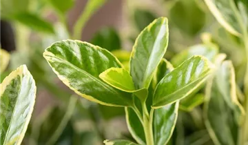 Spindelstrauch 'Aureomarginatus'
