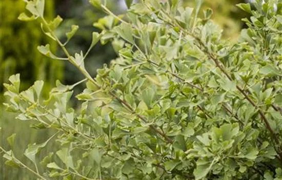 Ginkgo biloba Autumn Gold