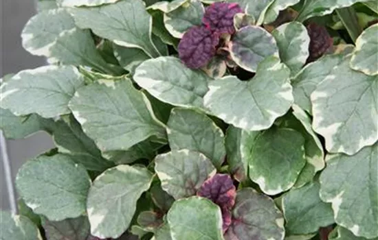 Ajuga reptans 'Burgundy Glow'