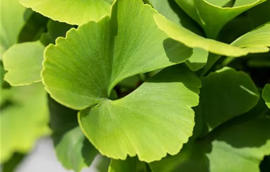 Ginkgo biloba Blagon PPAF