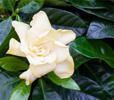 Gardenia jasminoides