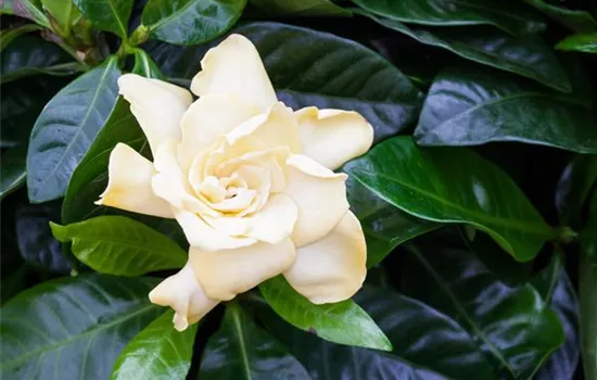 Gardenia jasminoides