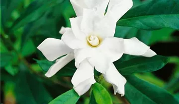 Gardenie 'August Beauty'